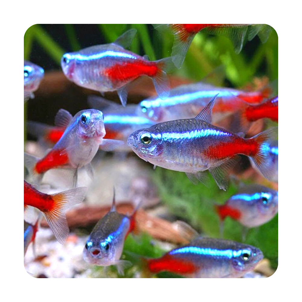 Рыбки Тернеция неон