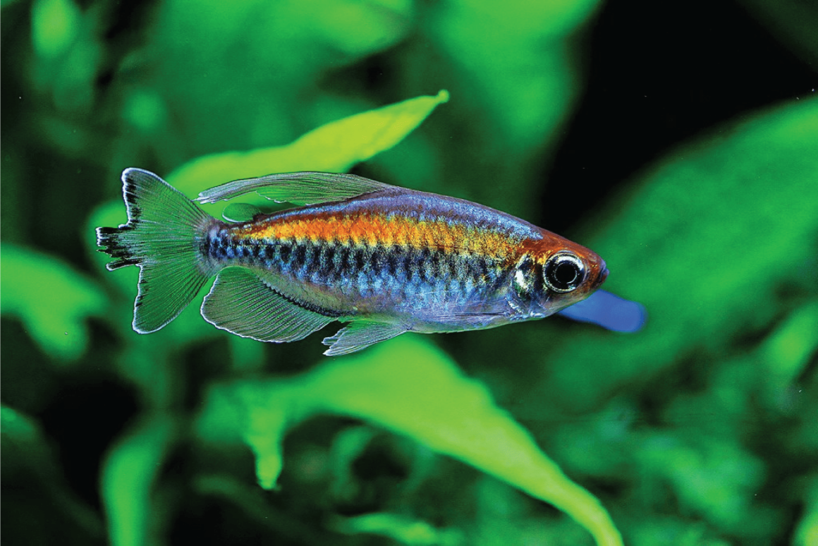 Тетра Конго Бриллиантовая