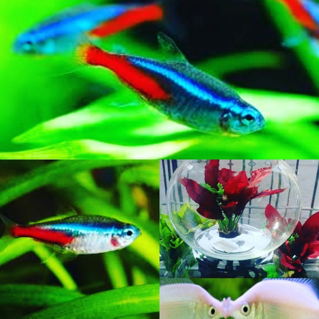 Разновидность неоновых рыбок