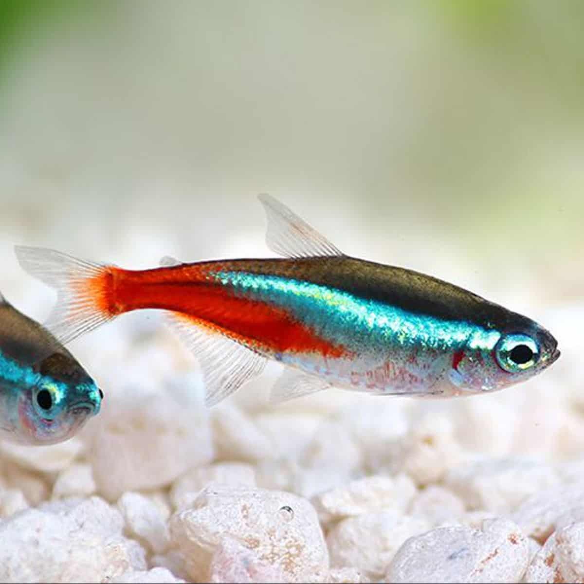 От чего могут светлеть рыбки неоны