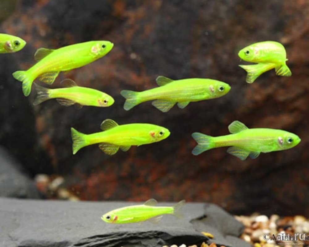 Данио рерио зеленый