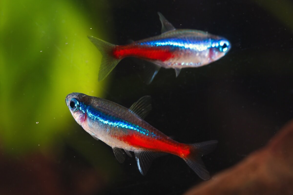 Neon Tetra Fish