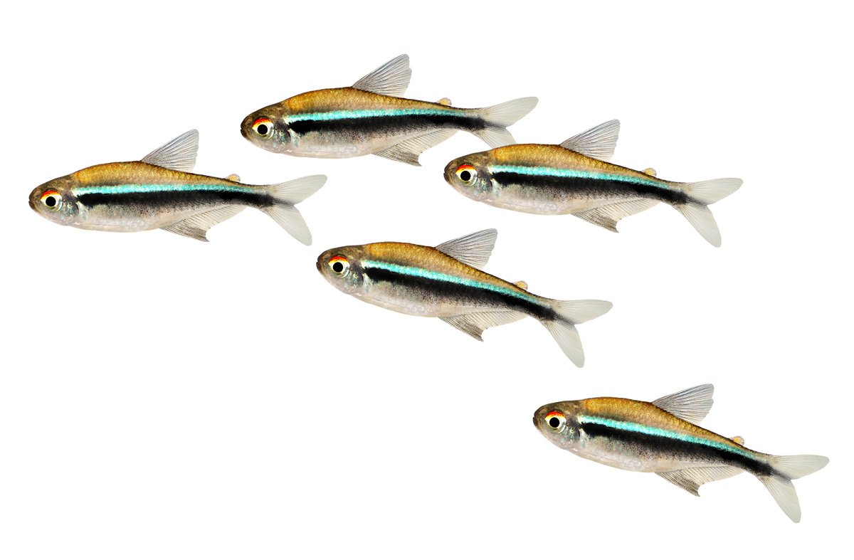 Неонки рыбки