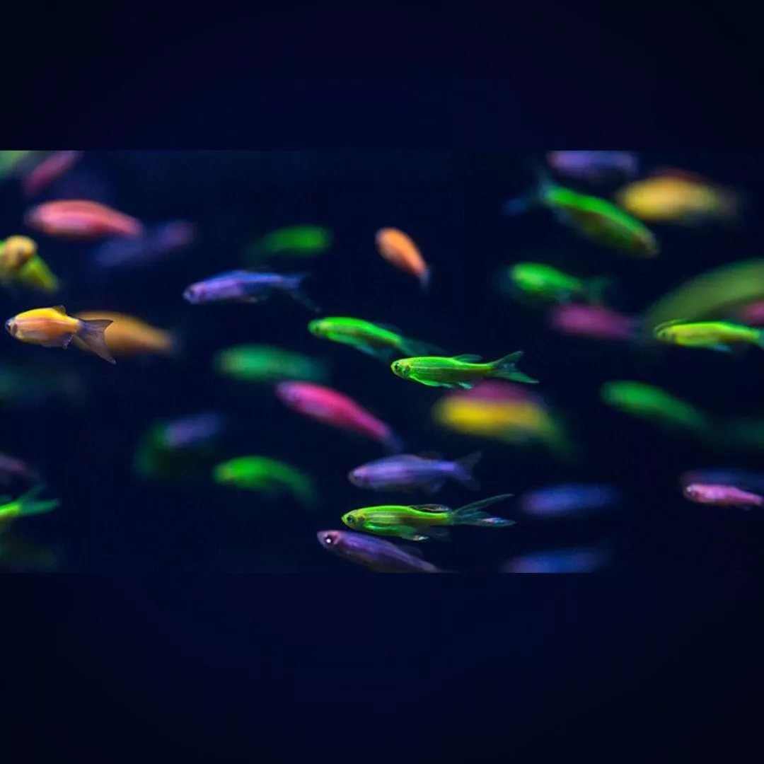 Неоны глофиш