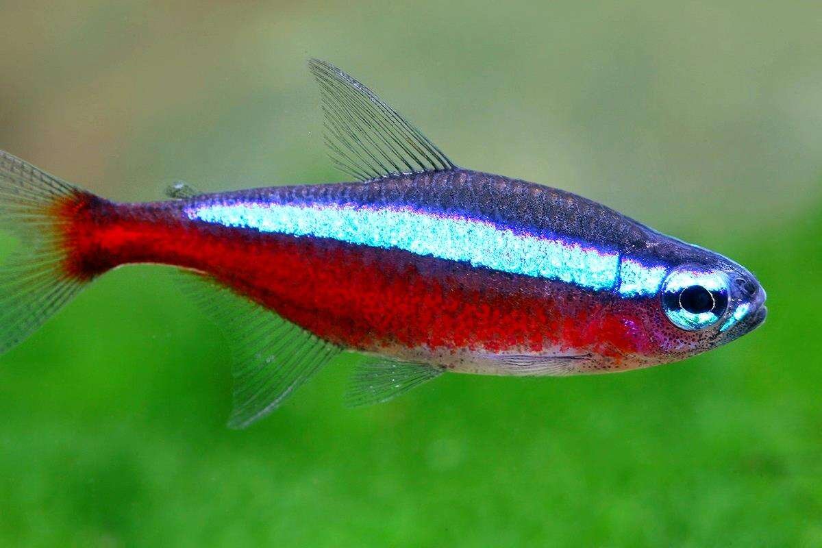 Рыбки неоны и данио