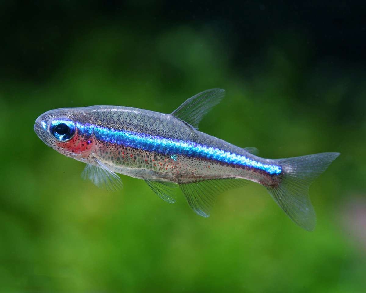 Красный неон рыбка аквариумная