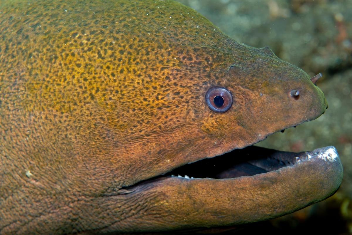 Мурена улыбается