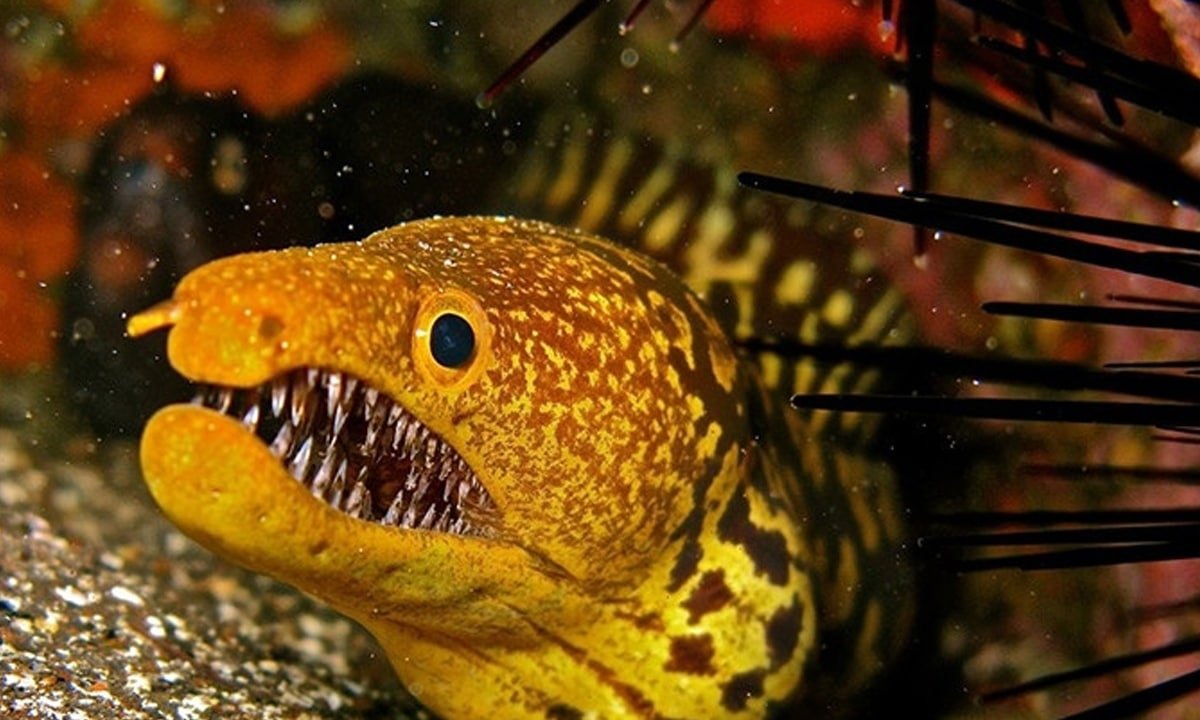 Саблезубая тигровая мурена