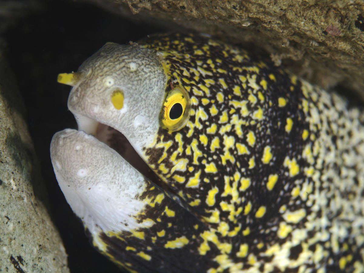 Мурена Снежинка содержание