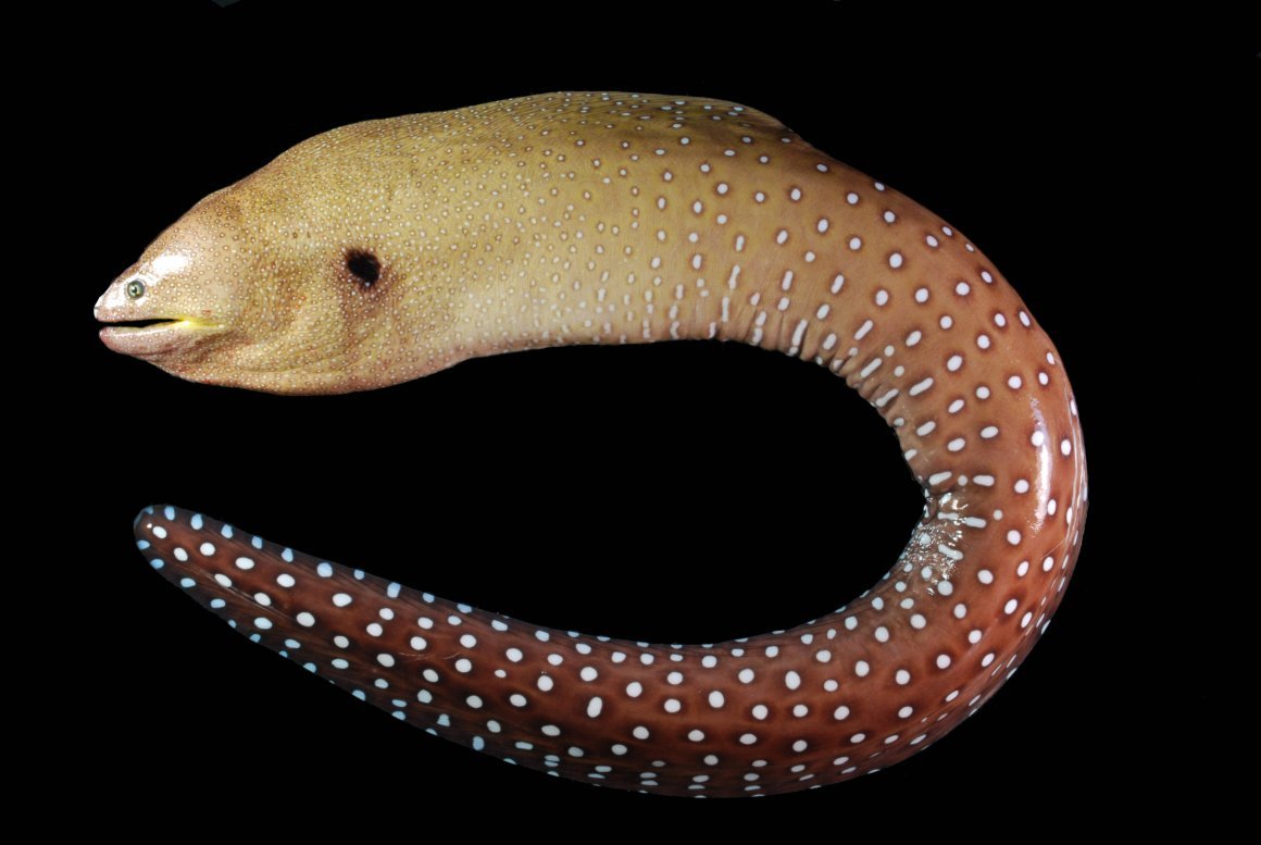 Белая мурена