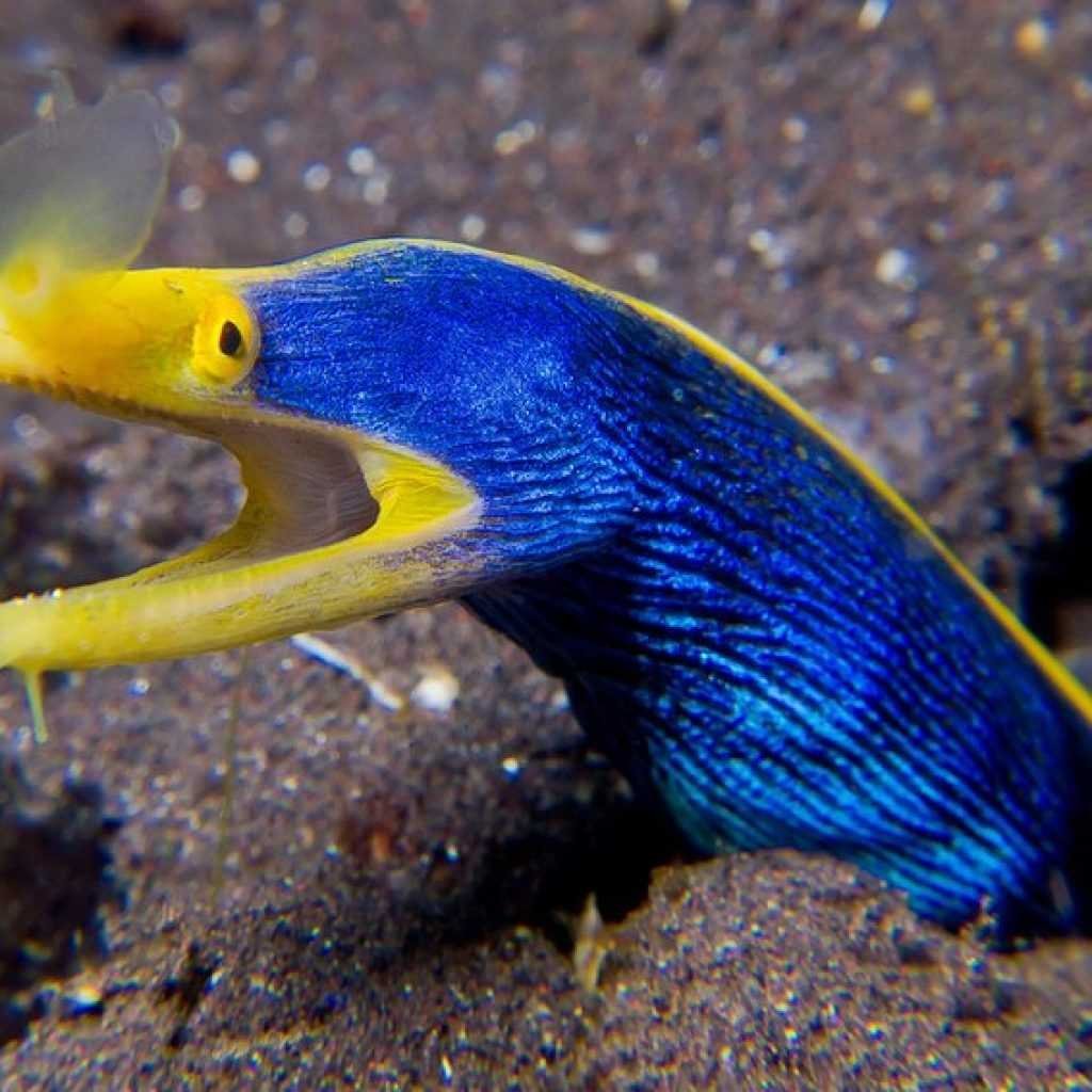 Мурена морская ленточная