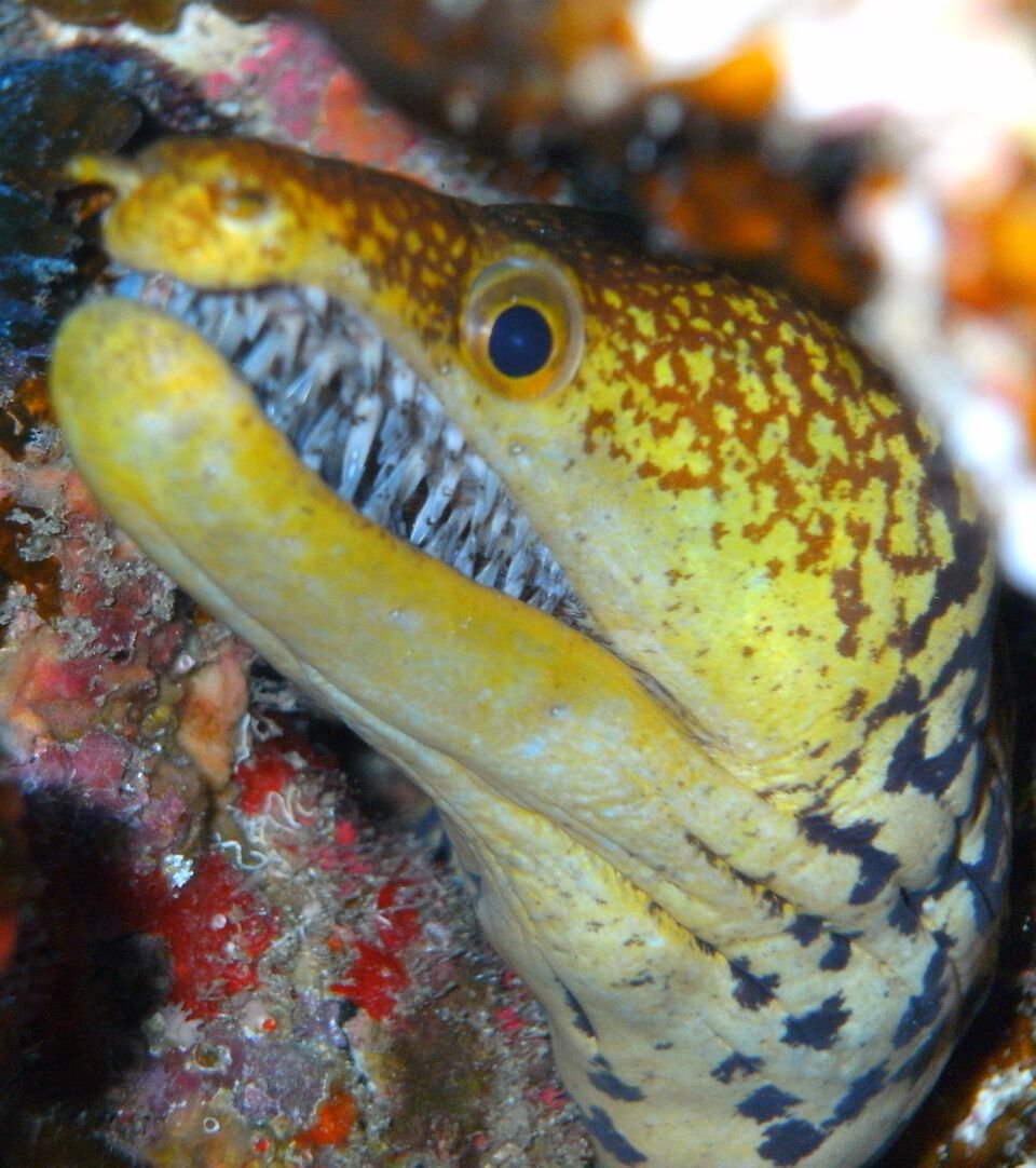 Тигровая мурена