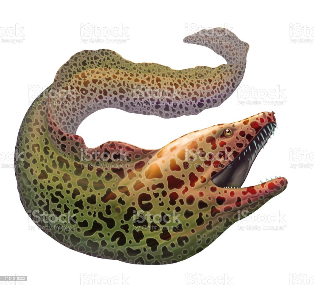 Мурена и угорь отличие