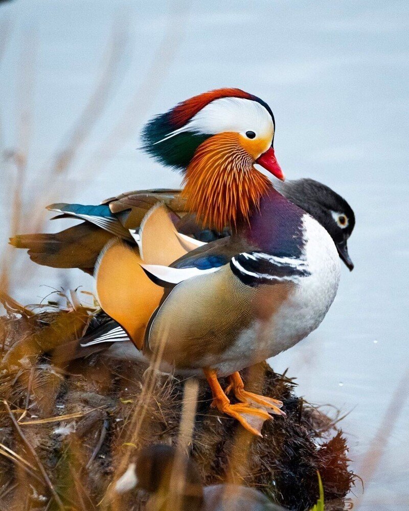 Самец утки мандаринки