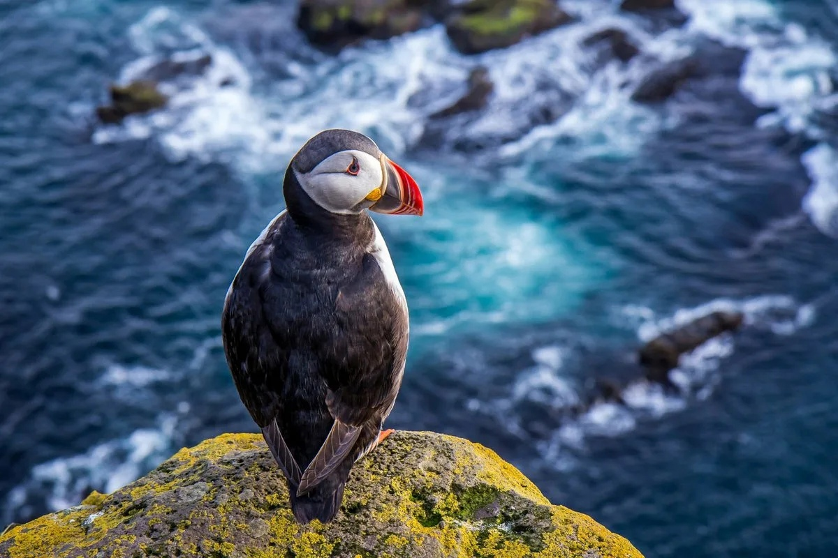 Красный Кардинал в полете