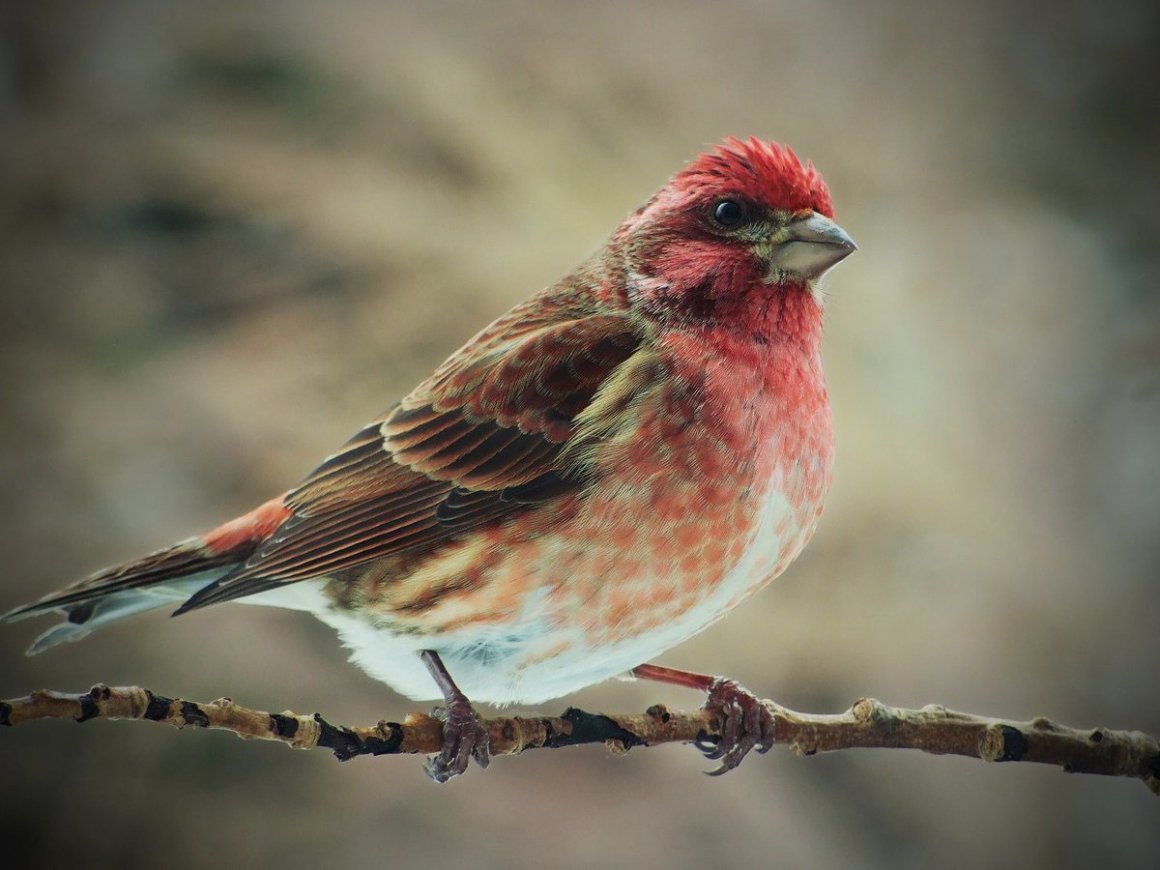 Красные птички в Канаде