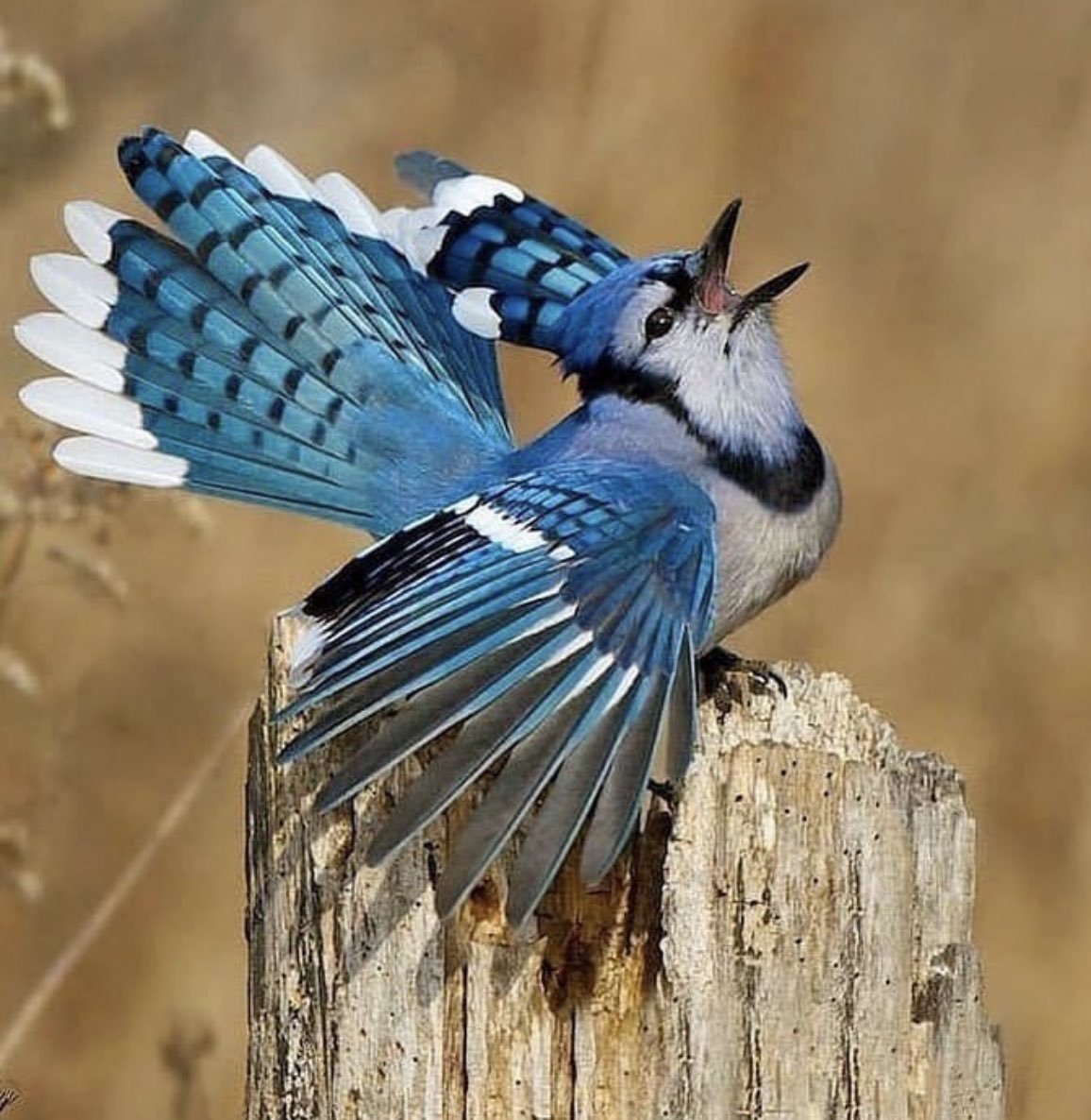 Маленький Воробей