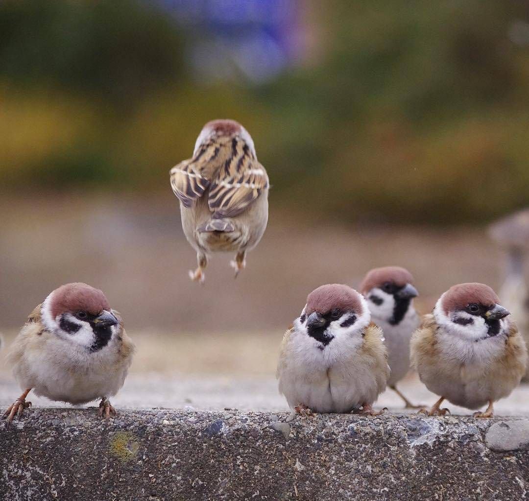 Канадская казарка гусятами