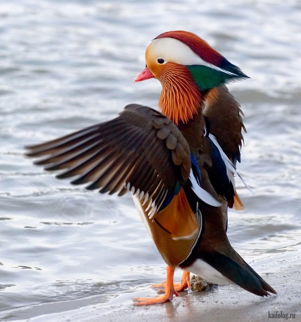 Птицы Канады