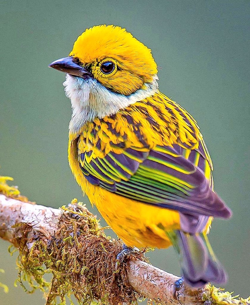 Канада 2016 птицы почтовые марки