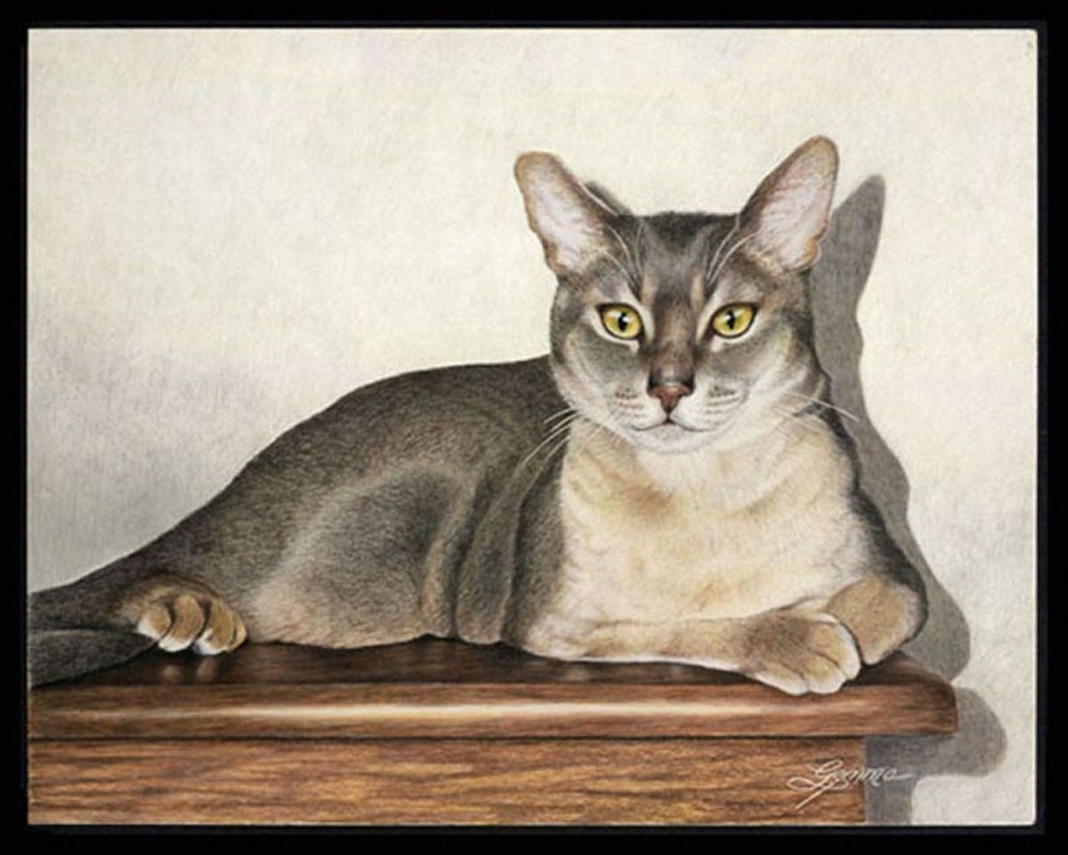 Данте порода кошки