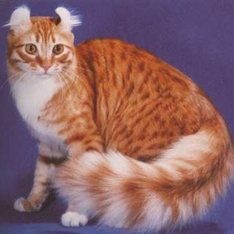 Американский керл рыжий кот