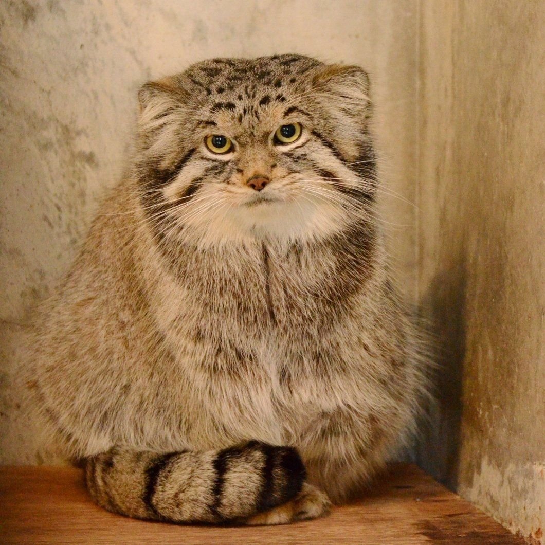 Кот Манул домашний