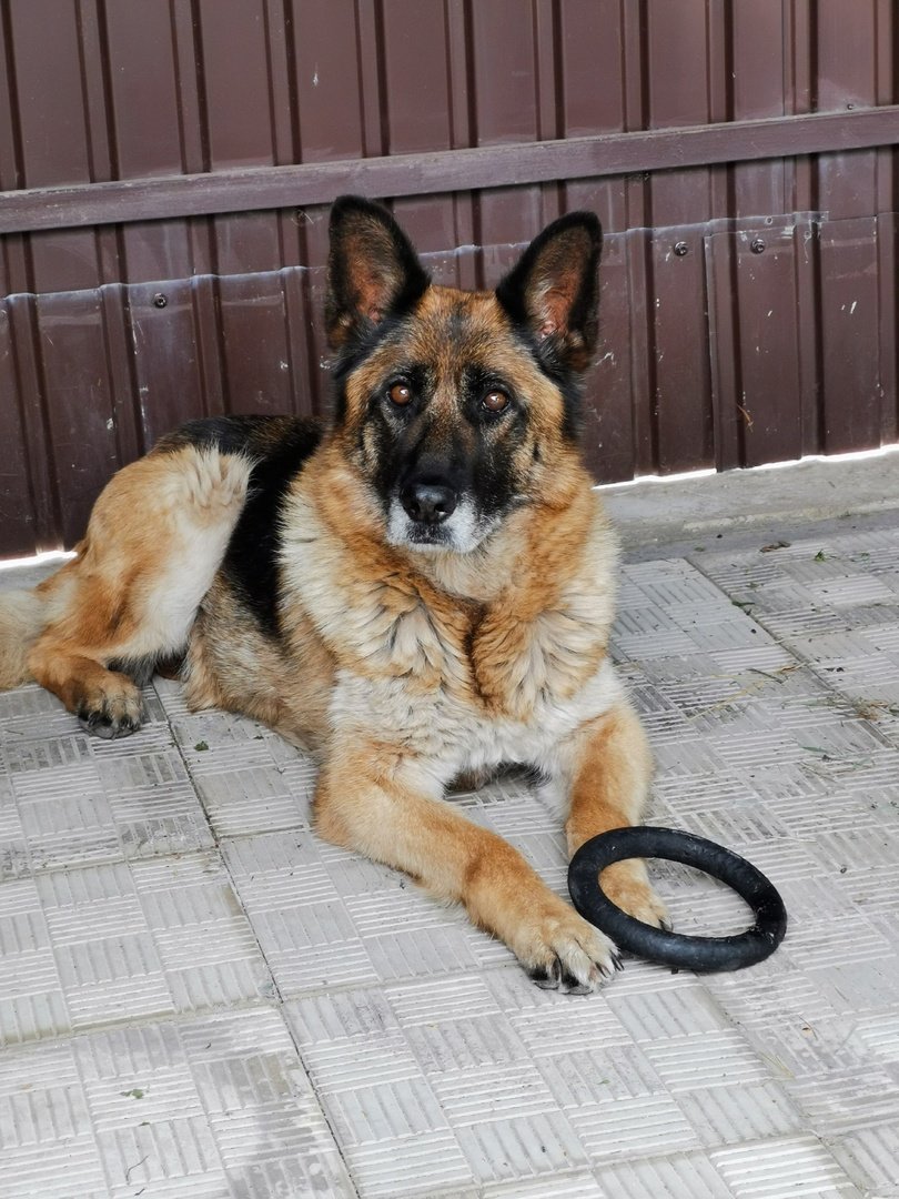 Метис лабрадора Айза