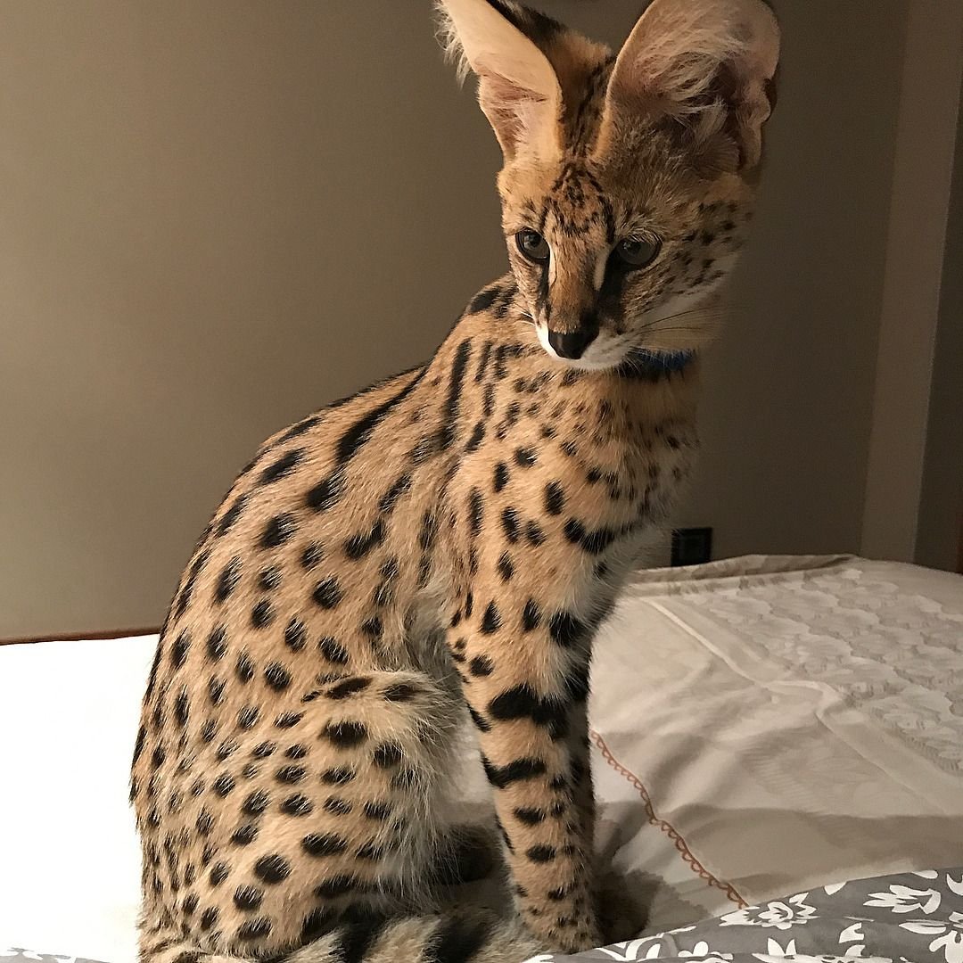 Кошка Саванна и сервал