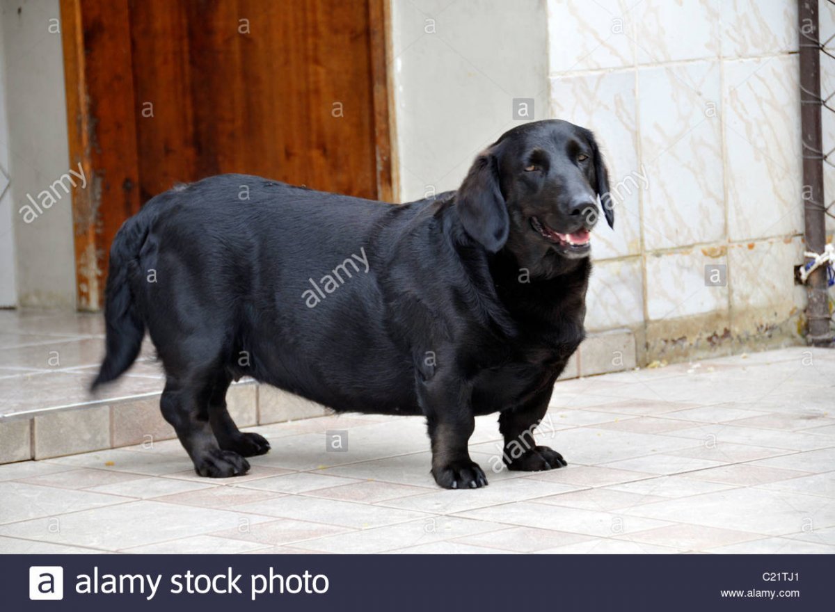 Метис таксы и лабрадора