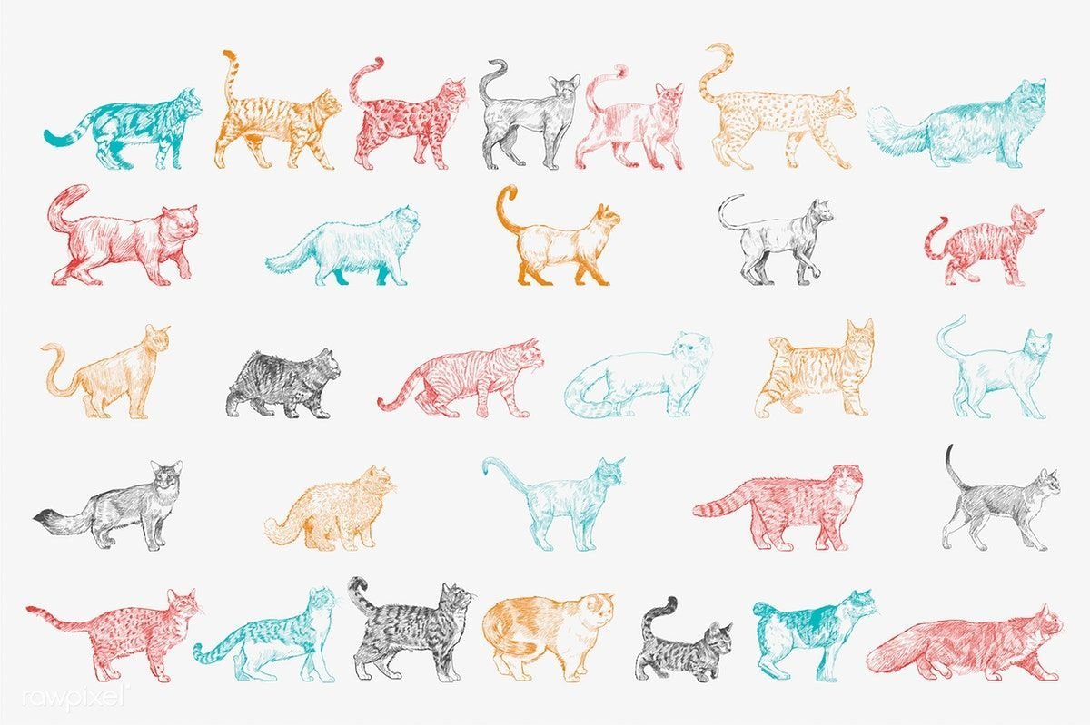 Зарисовки разных пород кошек