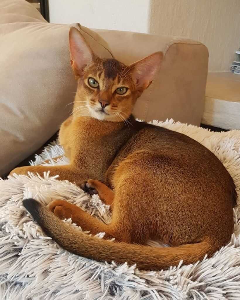 Абиссинская кошка