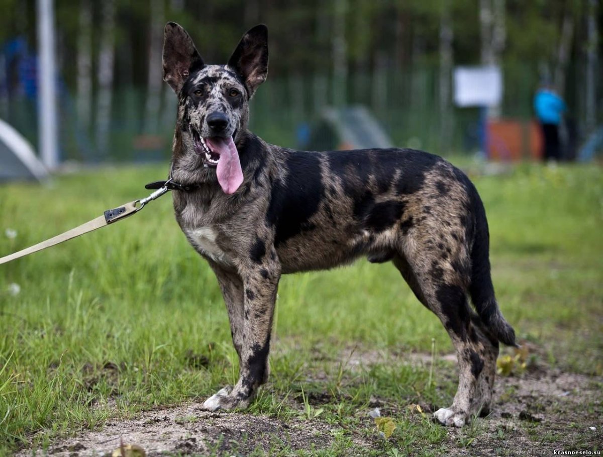 Лабрадор ретривер