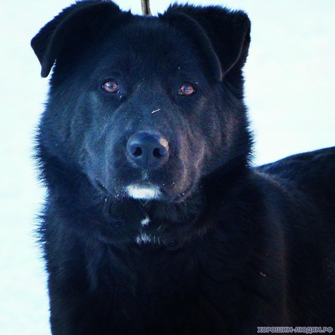 Метис волка и алабая