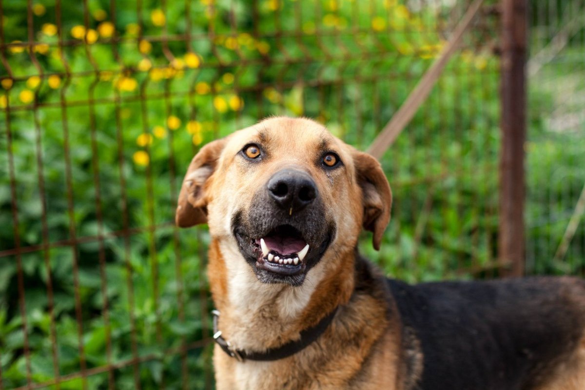 Алабай метис с овчаркой