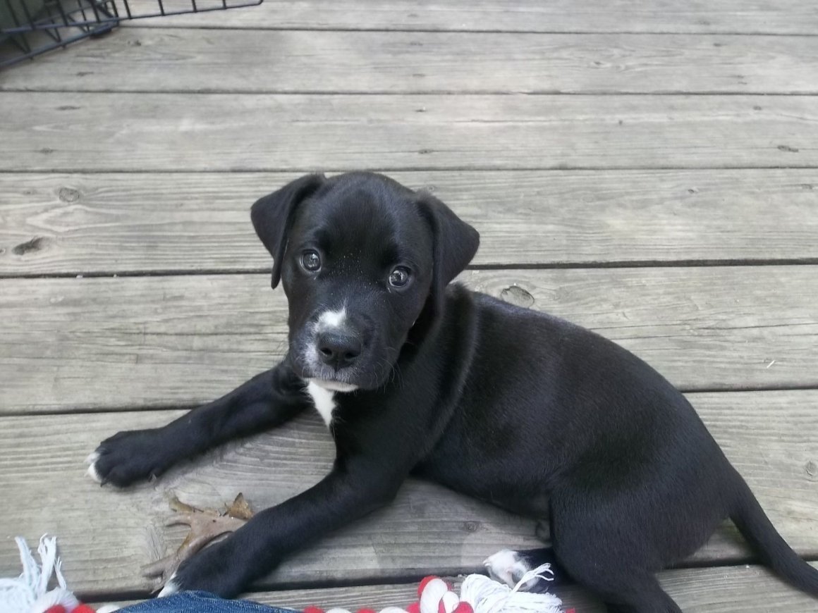 Метис акиты и лабрадора