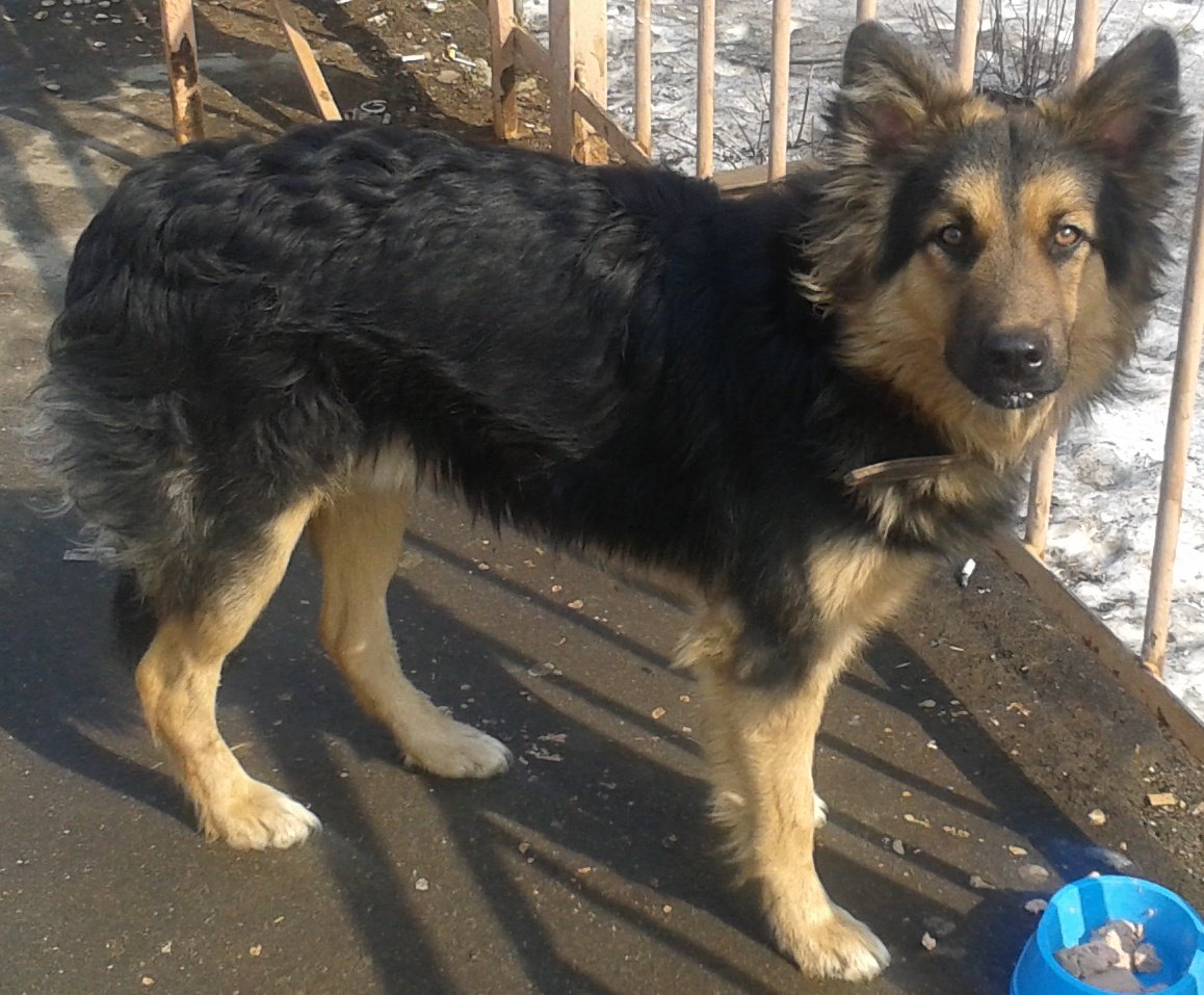 Бордер колли и лабрадор