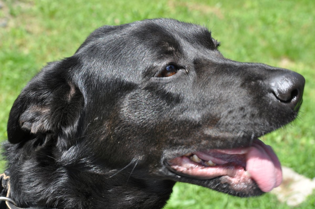 Метис лабрадора и овчарки черный