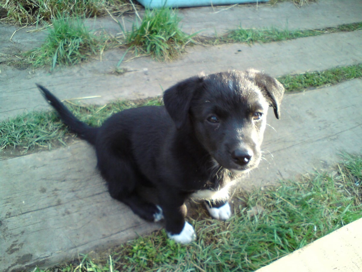 Смесь добермана и ротвейлера