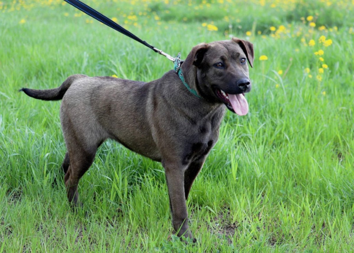 Метис Бигль и овчарка