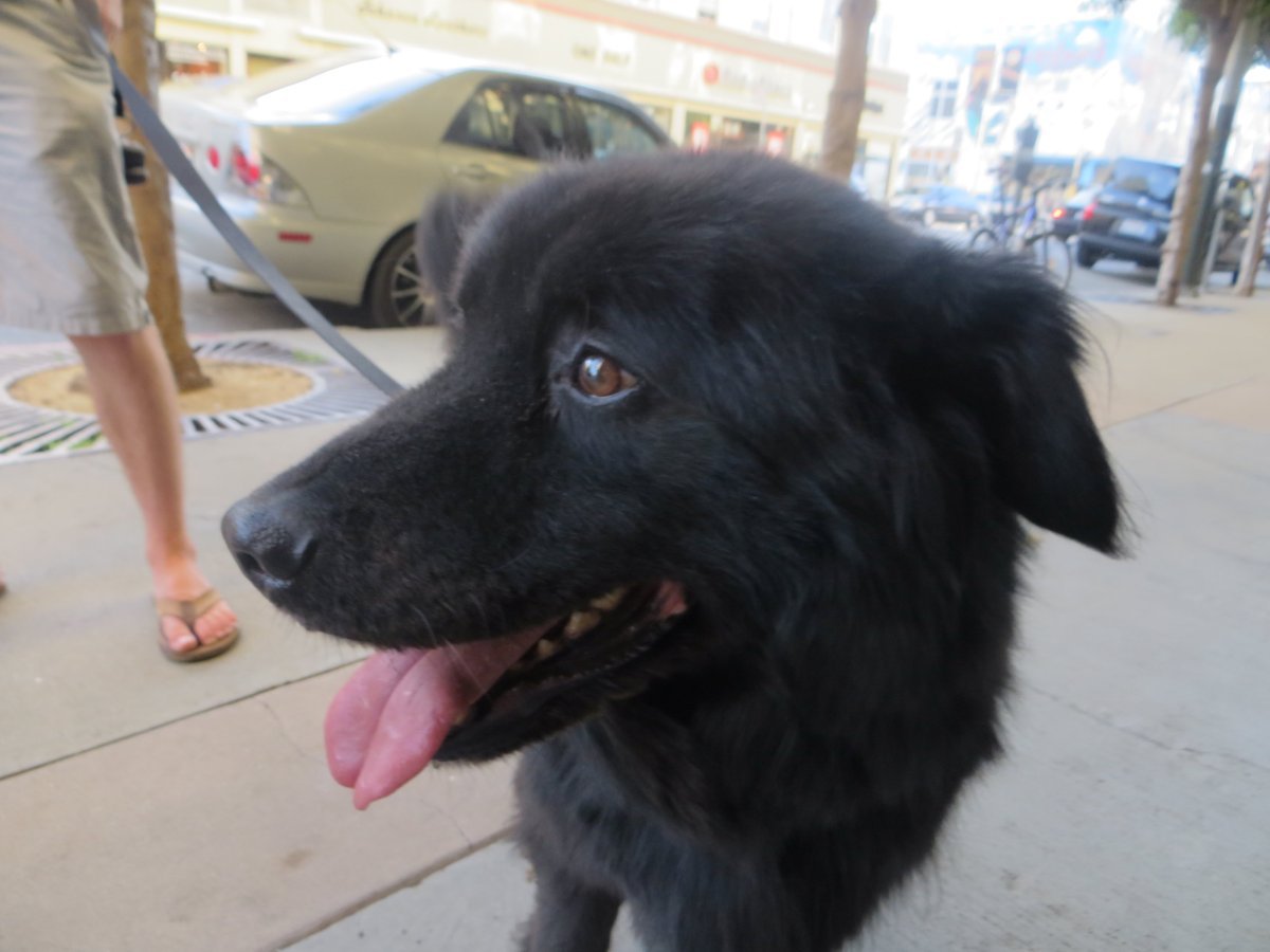 Метис лабрадора и бельгийской овчарки