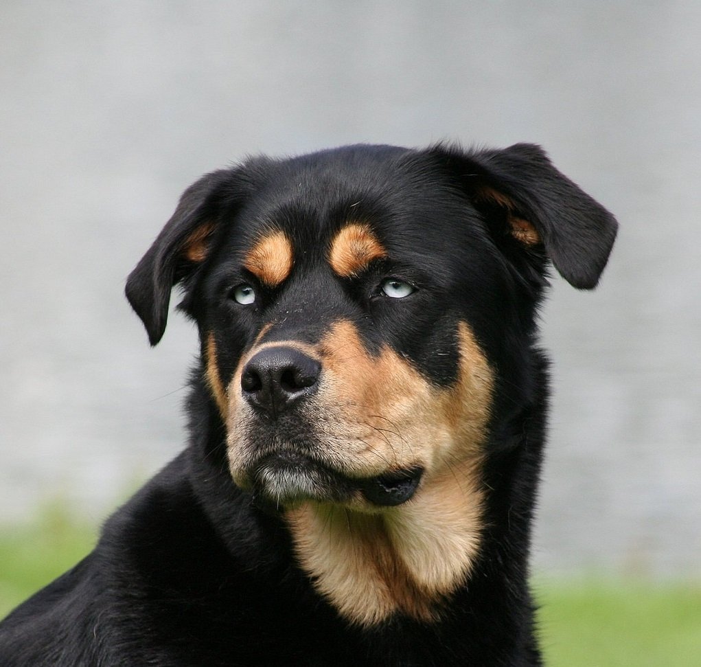 Метис аусси и лабрадор