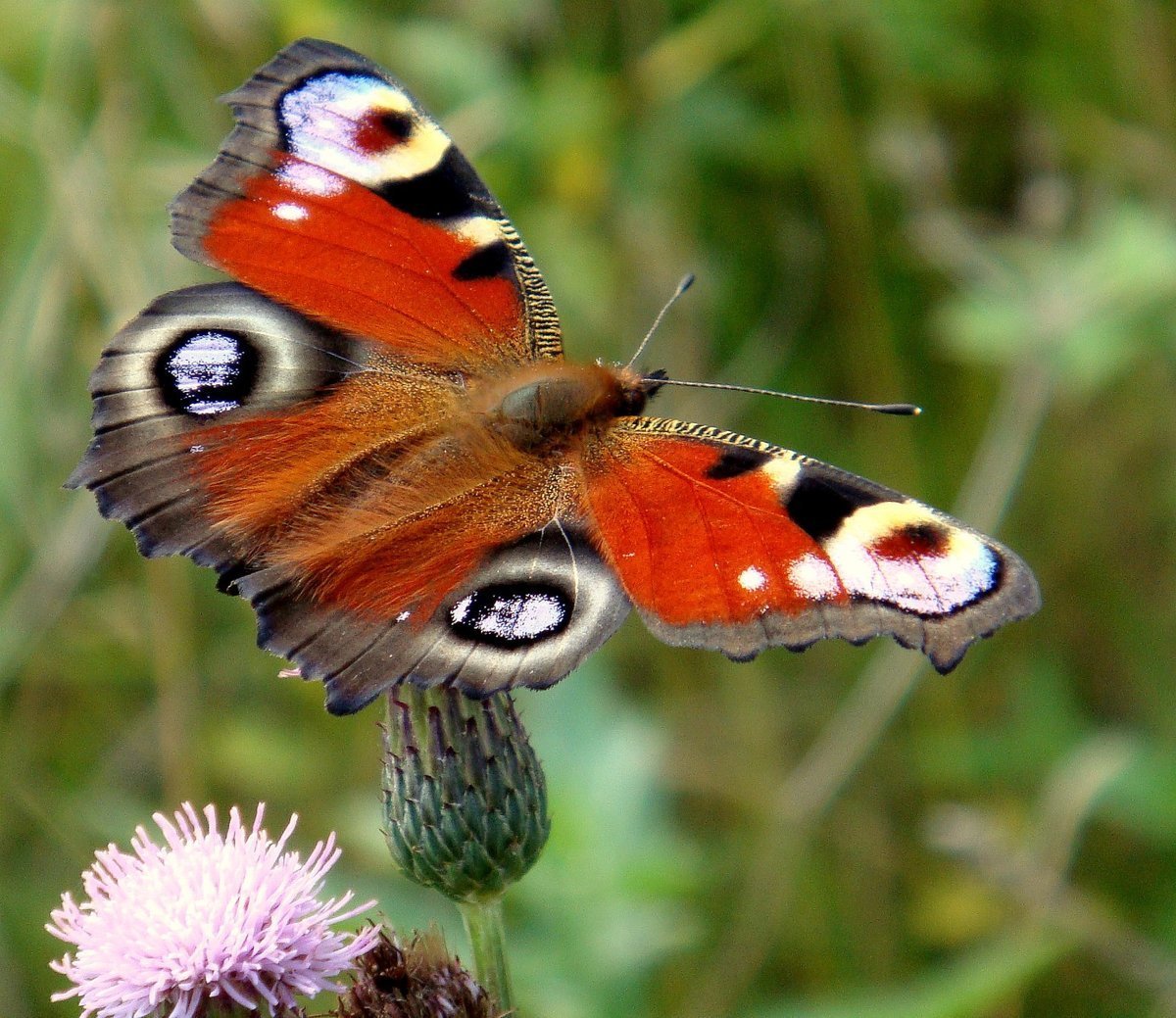 Черный Адмирал бабочка