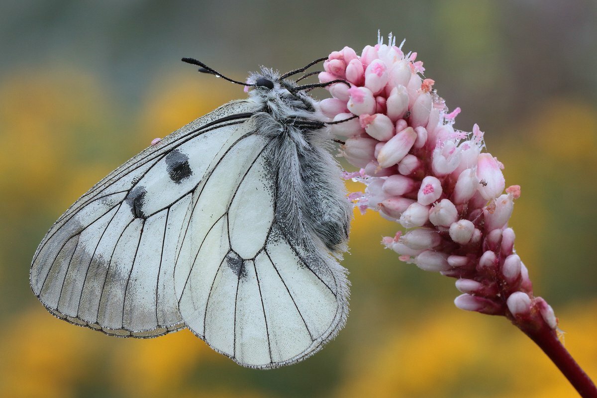 Франсуа Куперен бабочки
