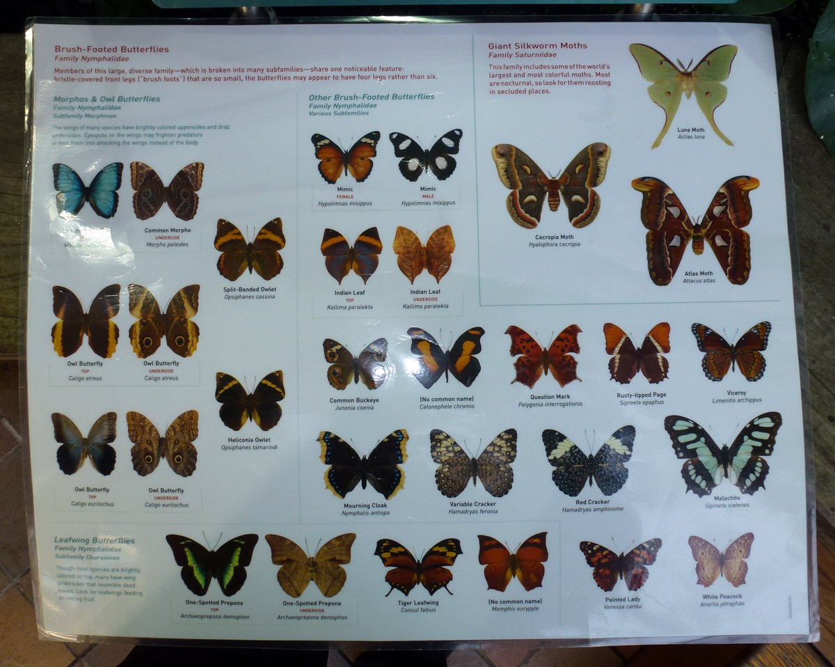 Бабочка Аполлон Мнемозина