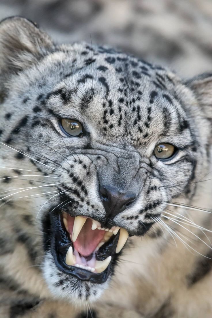 Снежный Барс Ирбис Грозный оскал