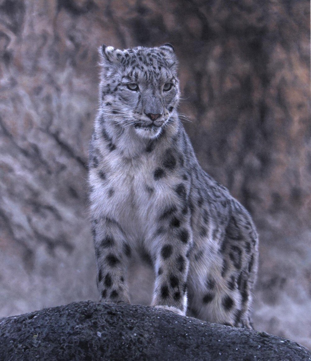 Хищники животные фантастические