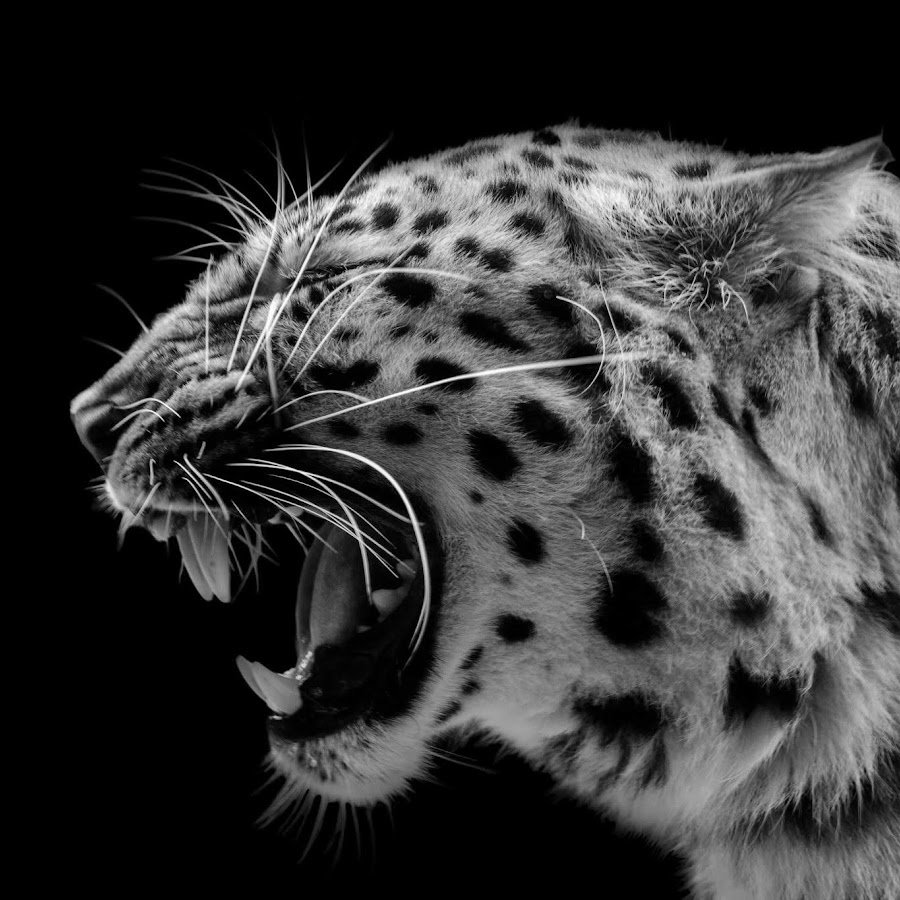 Снежный Барс фурри арт