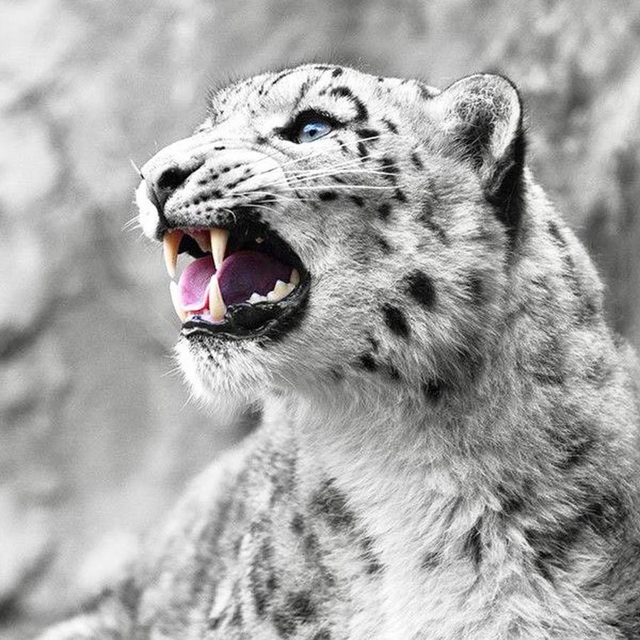 Снежный Барс Ирбис Грозный оскал