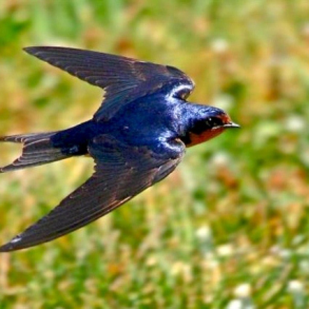 Деревенская Ласточка Касатка